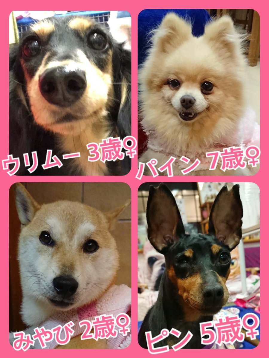 🐾今日の里親様募集中ワンコ🐶メンバーです🐾2019,1,12